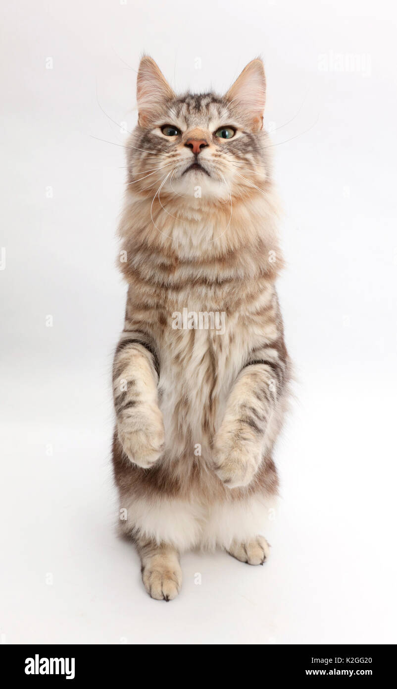 Silver tabby cat, Loki, di età di 7 mesi, in piedi. Foto Stock