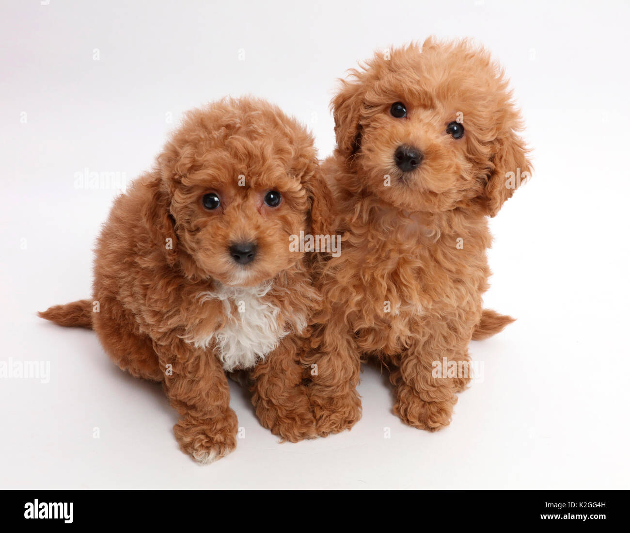 Rosso labradoodle giocattolo di cuccioli. Foto Stock
