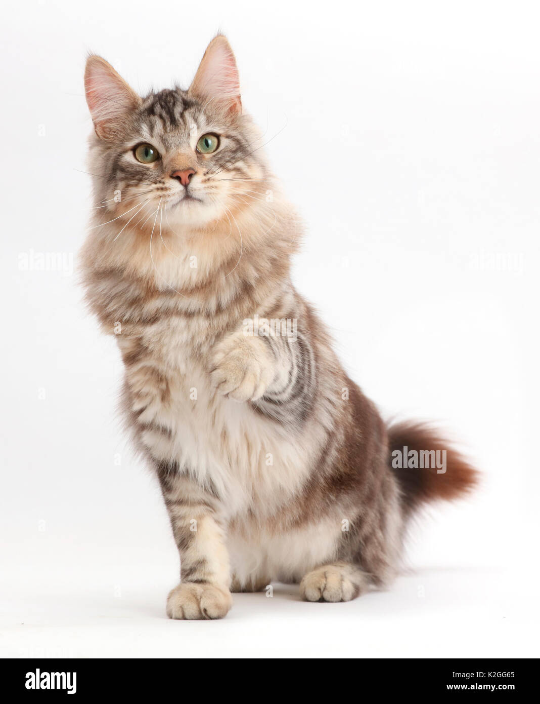 Silver tabby cat, Loki, di età di 7 mesi, seduto e dispositivo di puntamento con una zampa. Foto Stock