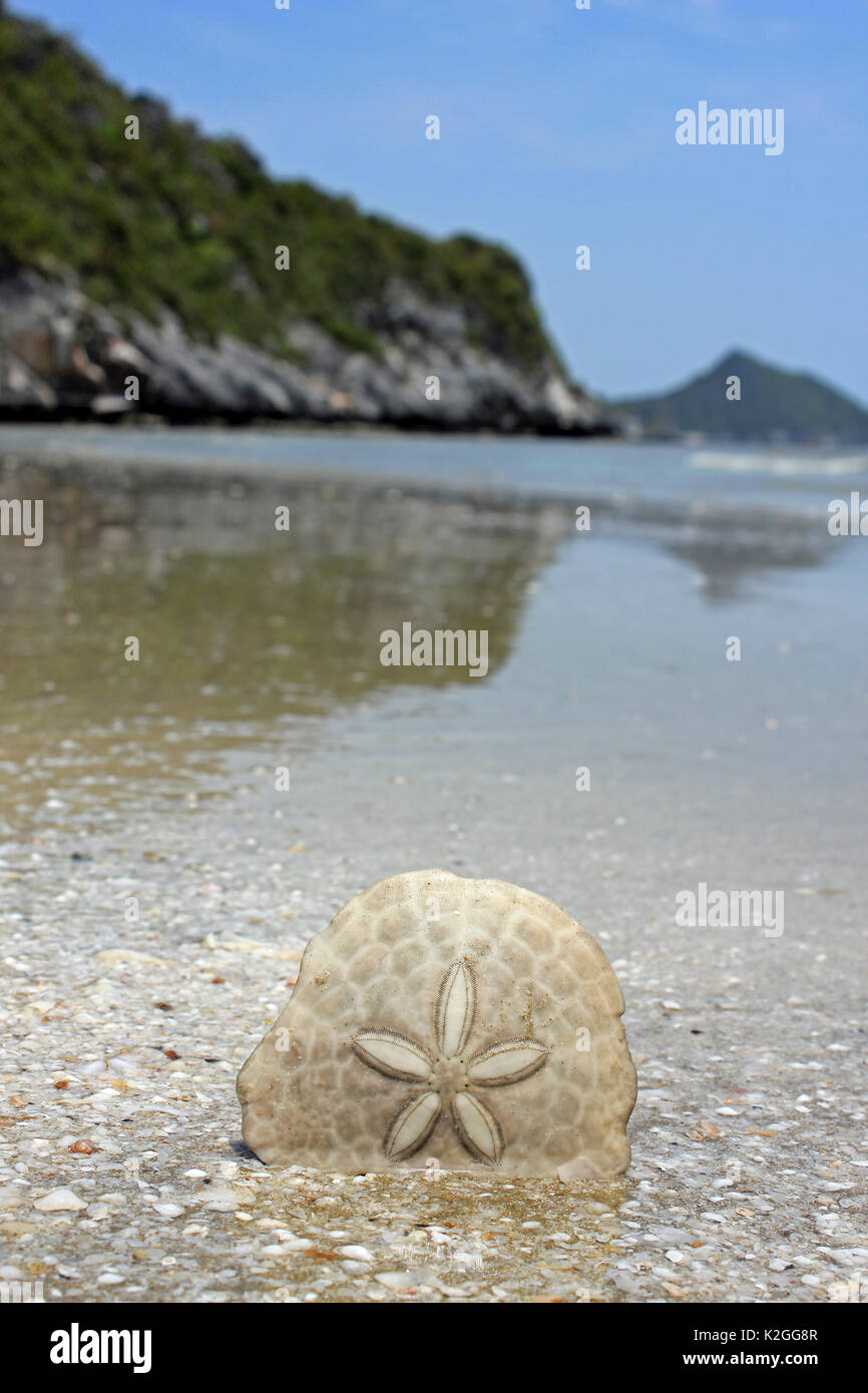 Sand Dollar Echinodiscus bisperforatus sulla spiaggia in Thailandia Foto Stock