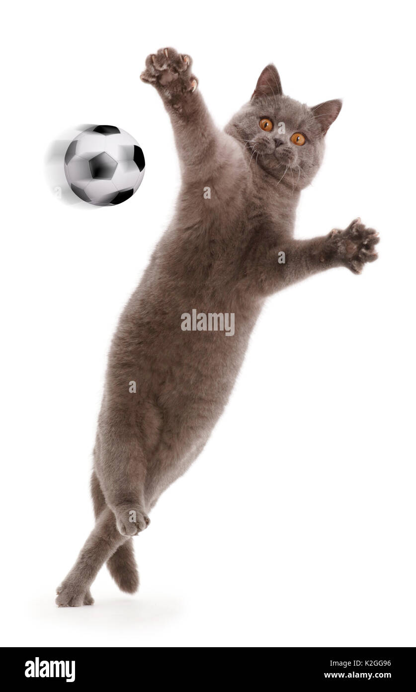 Blue British Shorthair cat saltando e giocando con le braccia tese. Immagine composita con calcio digitale arte. Foto Stock
