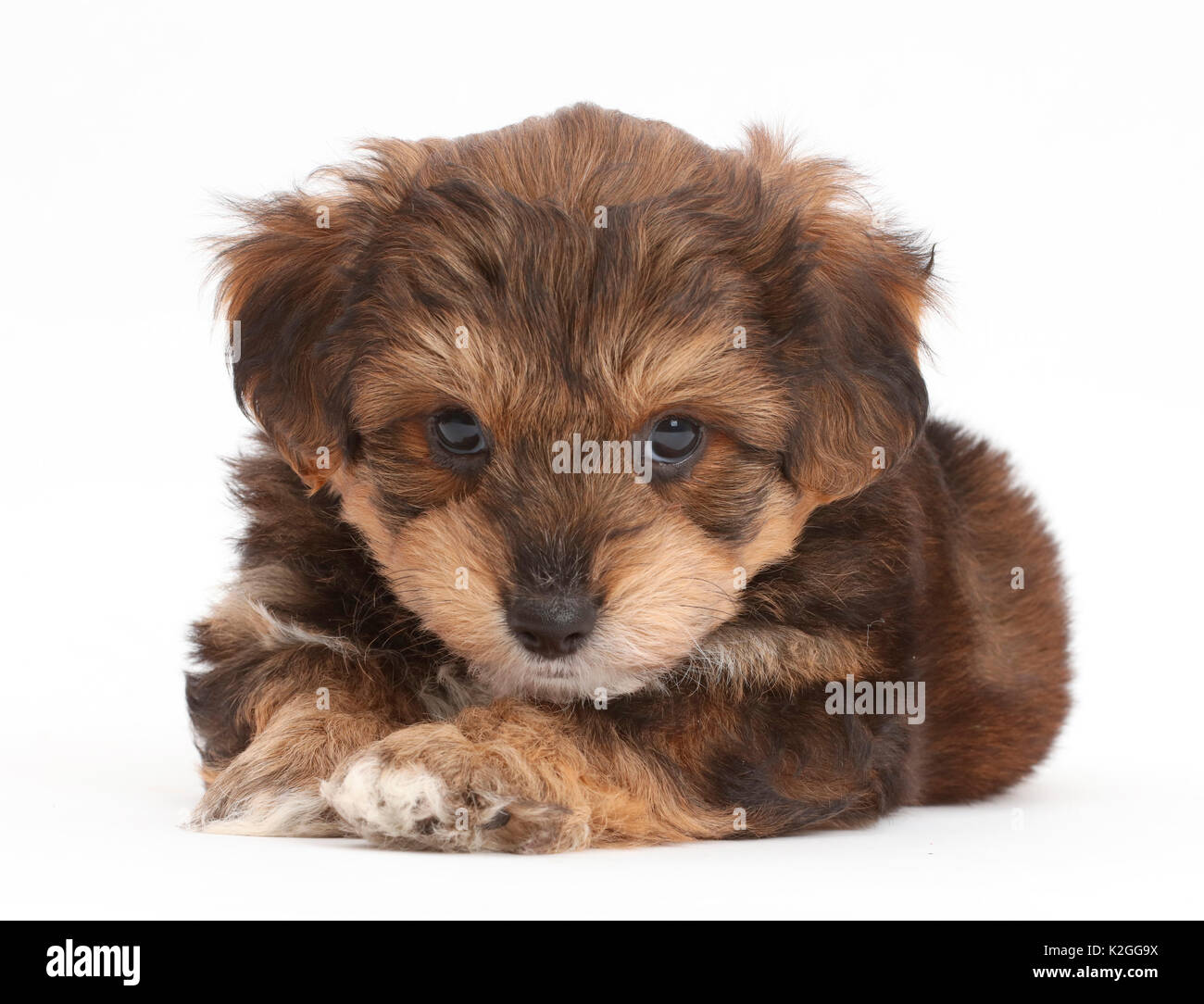 Cavapoo cucciolo. Foto Stock