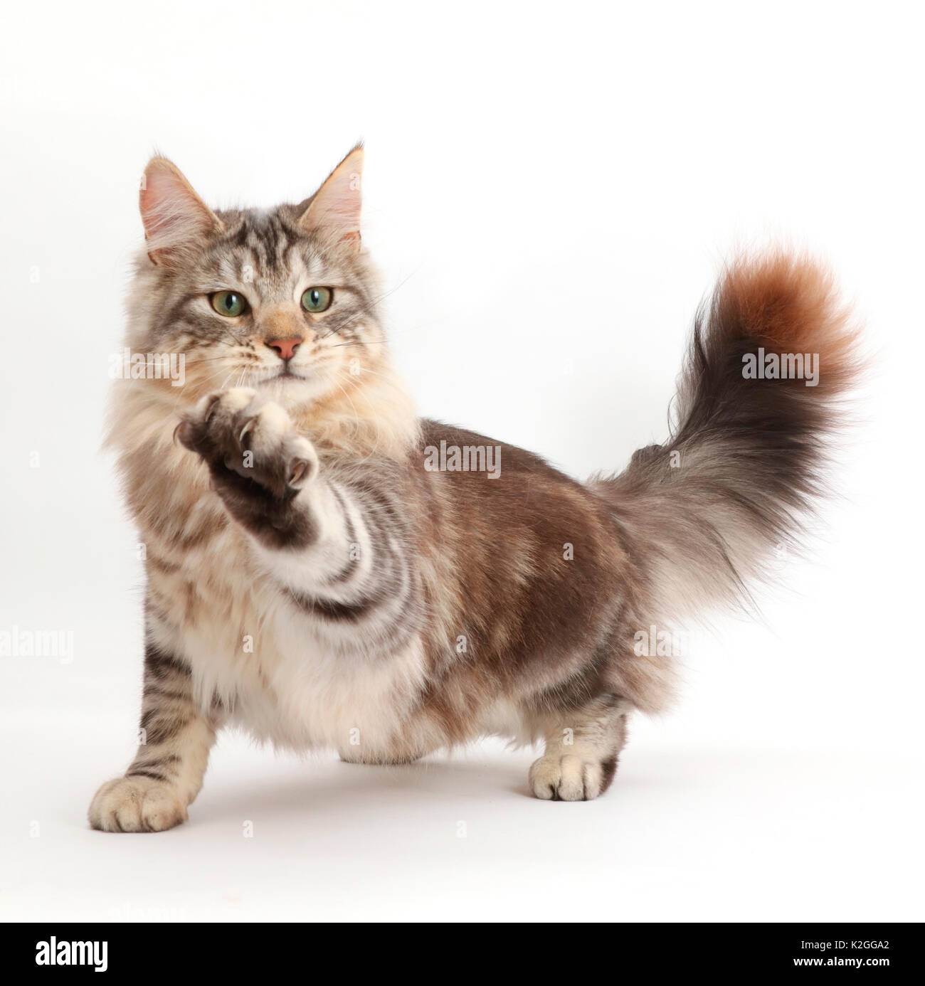 Silver tabby cat, Loki, 8 mesi, paw proteso. Foto Stock