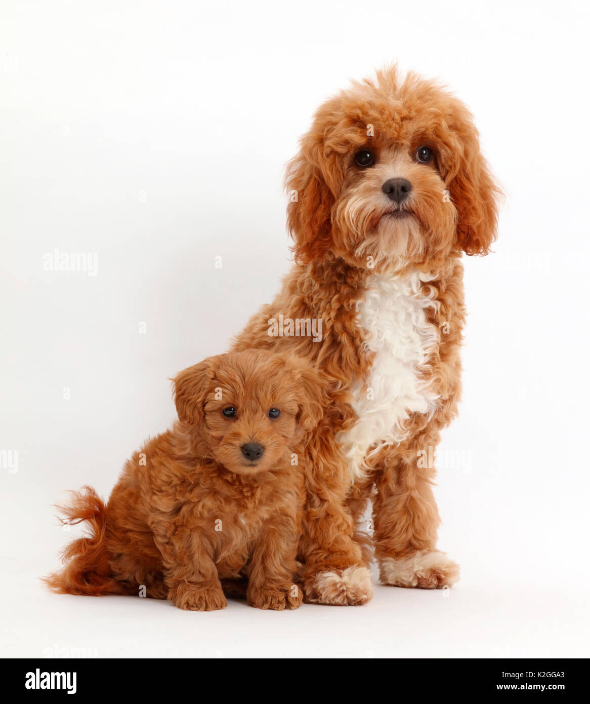 Red Cavapoo adulto e cucciolo. Foto Stock