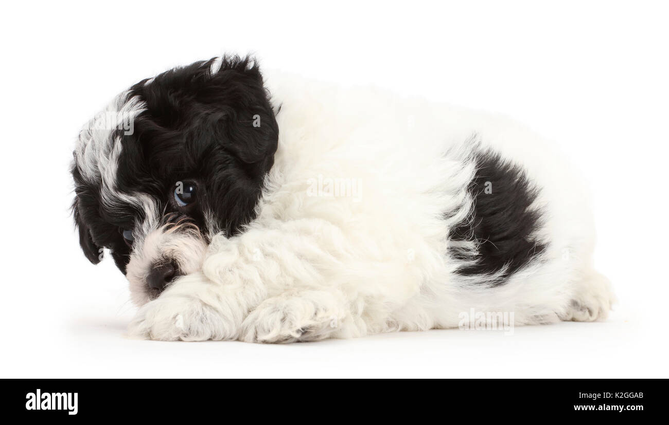 Giocoso in bianco e nero Cavapoo cucciolo. Foto Stock