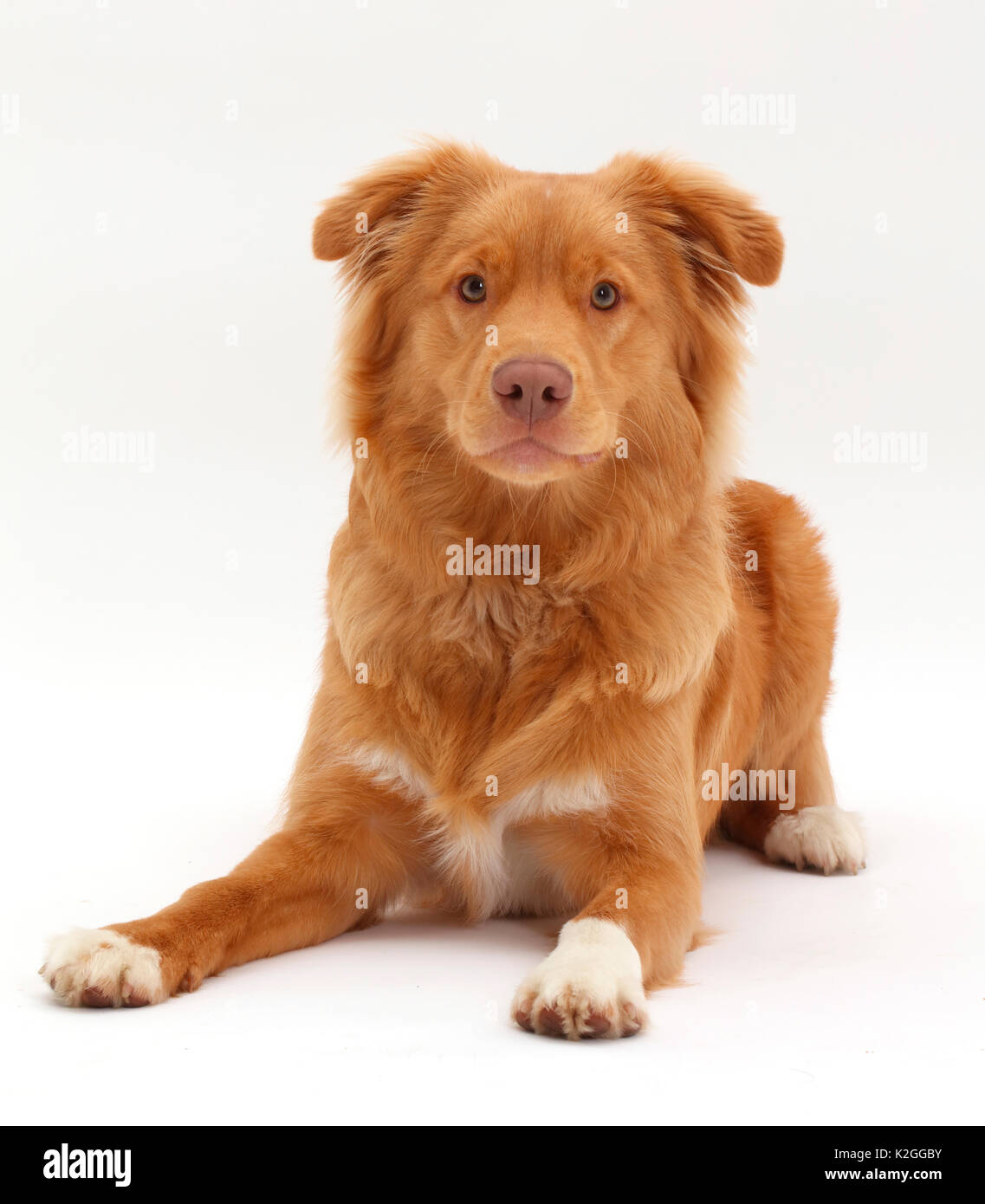 Nova Scotia Duck Tolling Retriever cane, di età di 6 mesi. Foto Stock