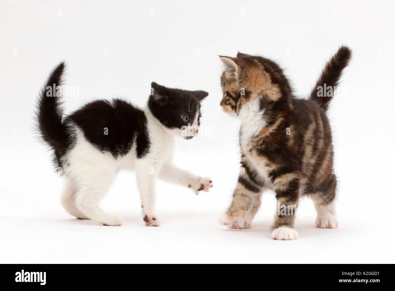 In bianco e nero gattino cercando di giocare con tartaruga-tabby gattino. Foto Stock