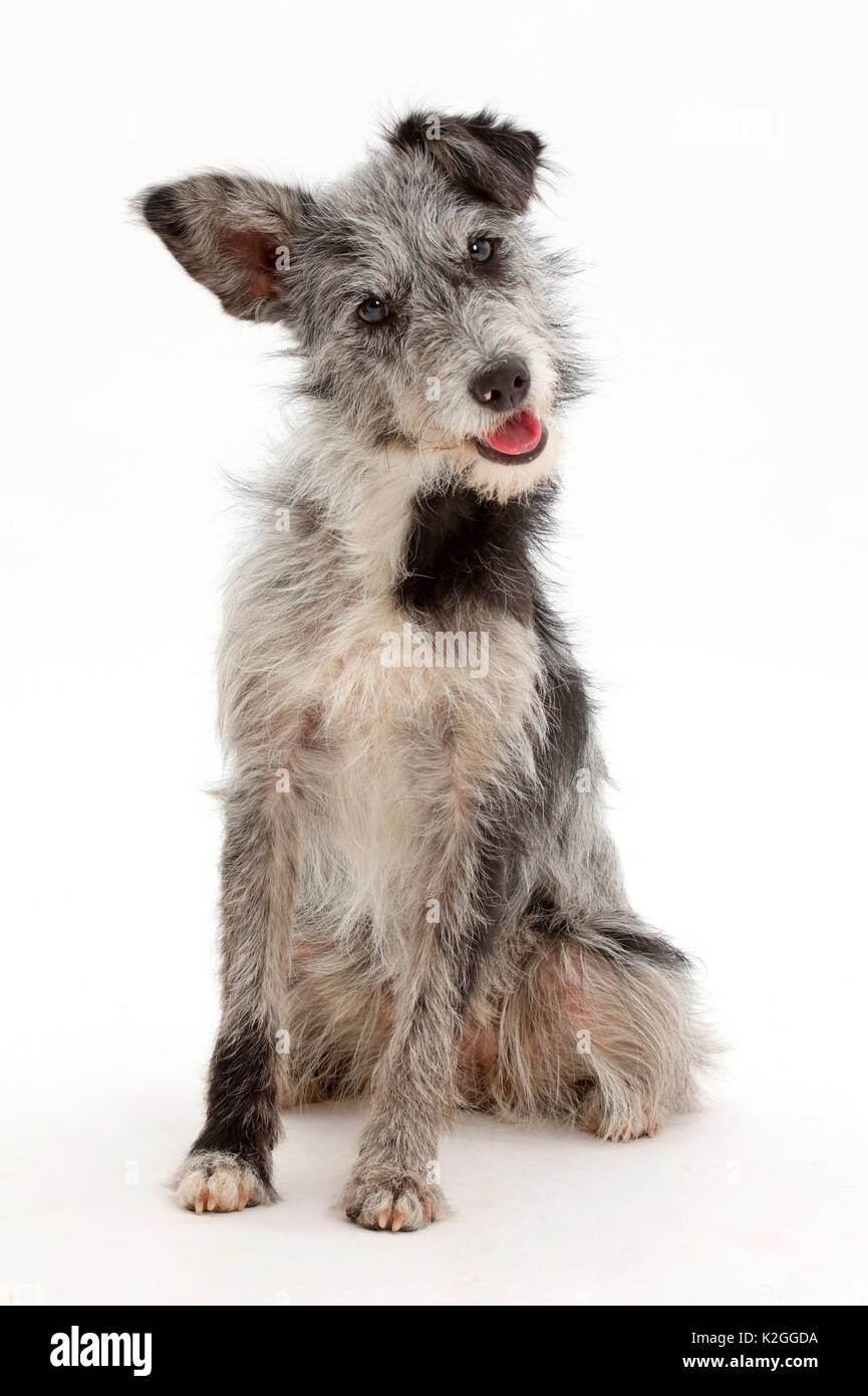 Blue merle mutt seduta con inclinazione testata. Foto Stock