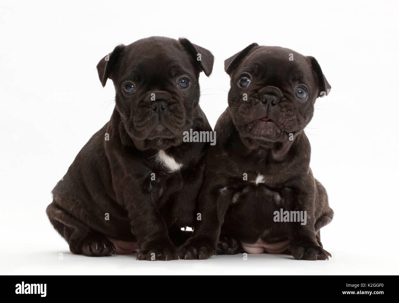 Bulldog francese cuccioli, di età di 5 settimane. Foto Stock