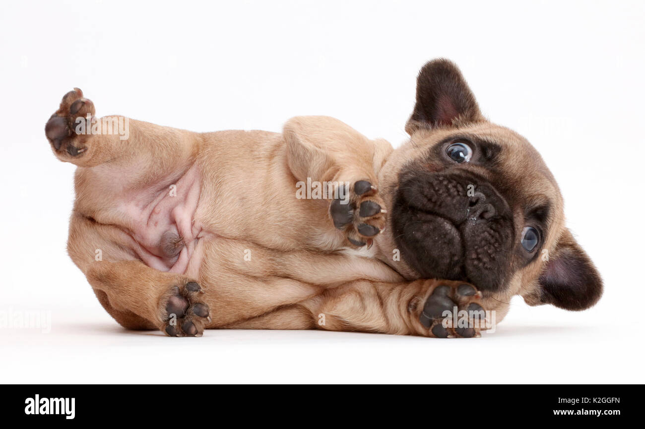 Bulldog francese cucciolo, di età compresa tra l'età di 5 settimane, sdraiato su un lato. Foto Stock