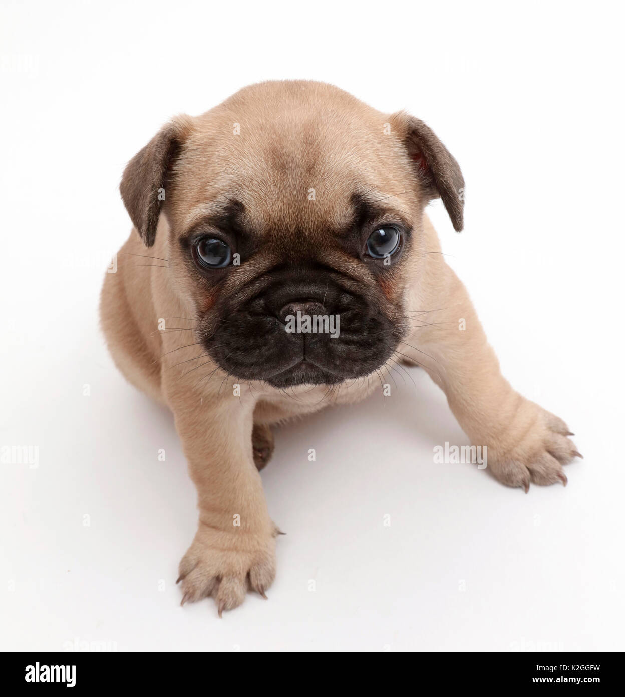 Bulldog francese cucciolo, di età di 5 settimane. Foto Stock