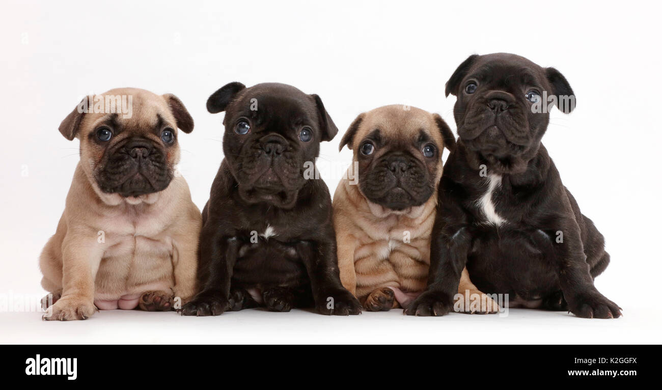 Quattro bulldog francese cuccioli seduti in una riga / linea, età 5 settimane Foto Stock