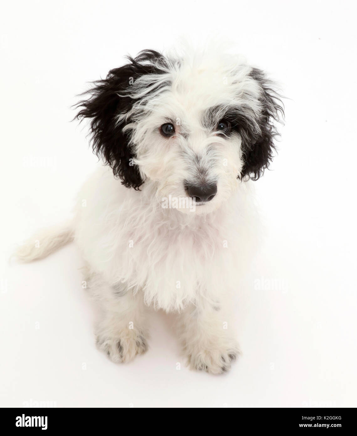 In bianco e nero Cockapoo cucciolo. Foto Stock