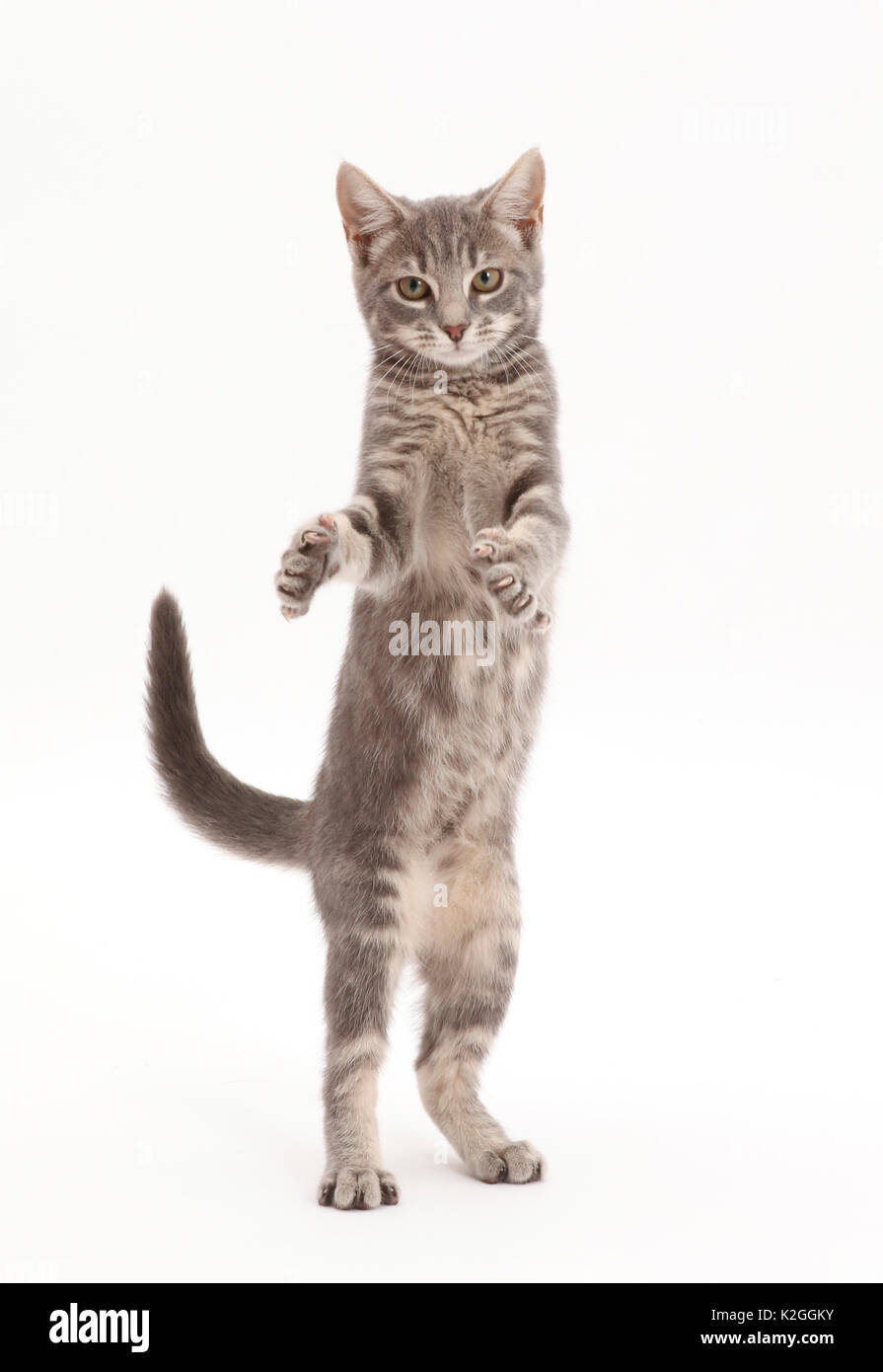 Grigio tabby gattino in piedi sulle zampe posteriori. Foto Stock