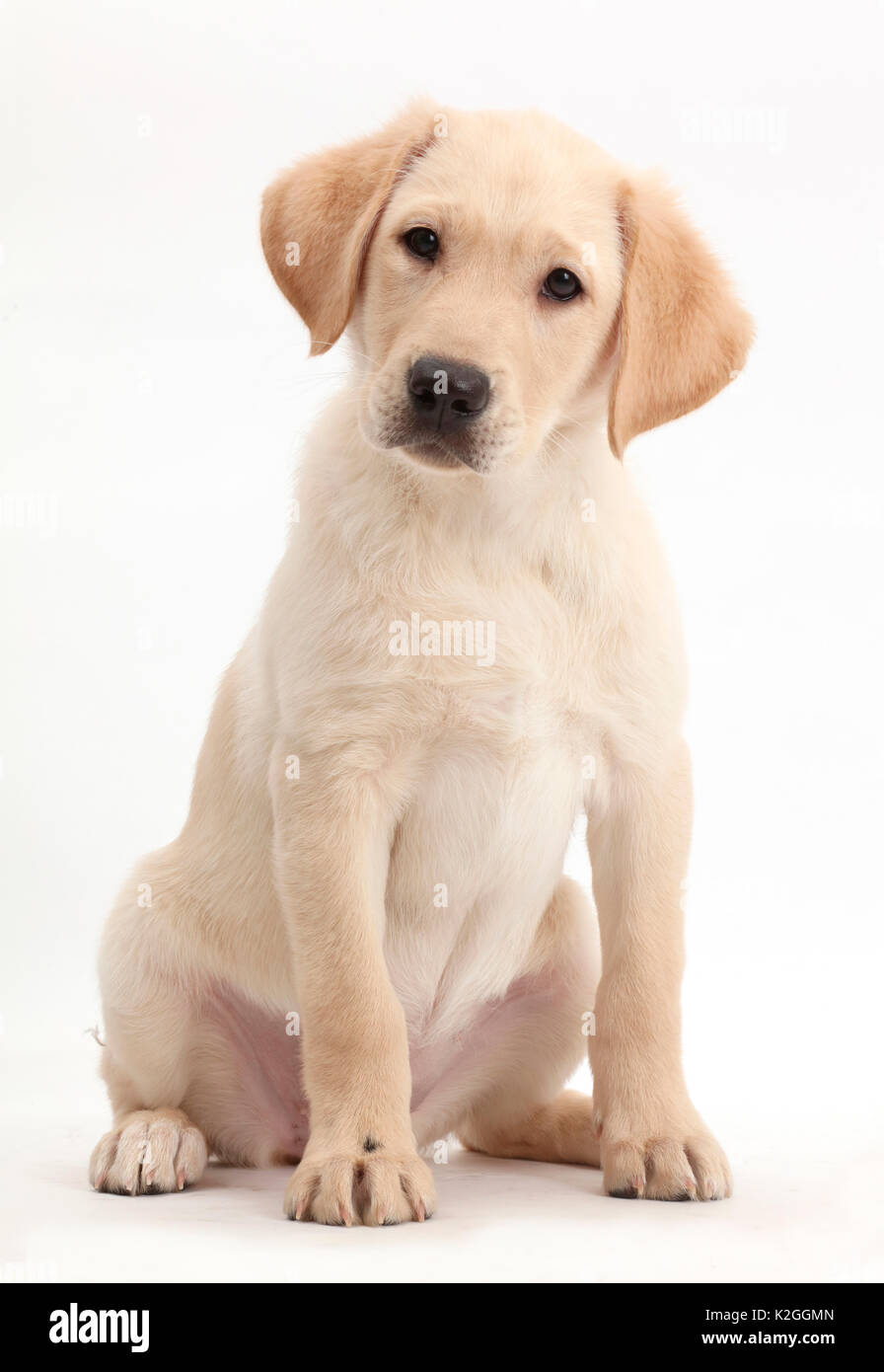 Giallo Labrador Retriever cucciolo, di età di 9 settimane. Foto Stock