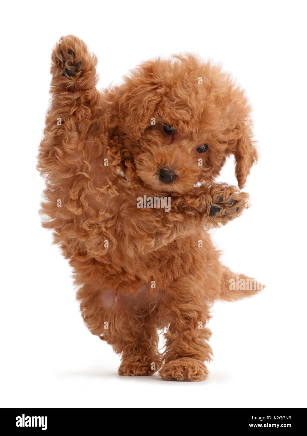 Rosso labradoodle giocattolo cucciolo il salto. Foto Stock