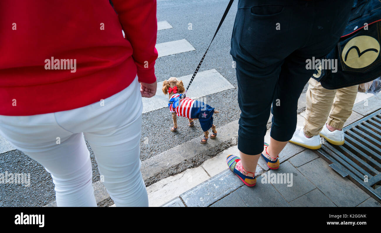 Cane sul piombo vestito in cappotto, in attesa alla strada che attraversa, Kunming, Yunnan, Cina, Asia, aprile 2016. Foto Stock