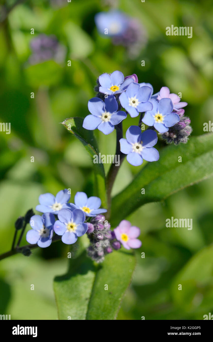 Dimenticare di legno-me-non (Myosotis sylvatica) fioritura sul lungofiume, Cornwall, Regno Unito, Aprile. Foto Stock
