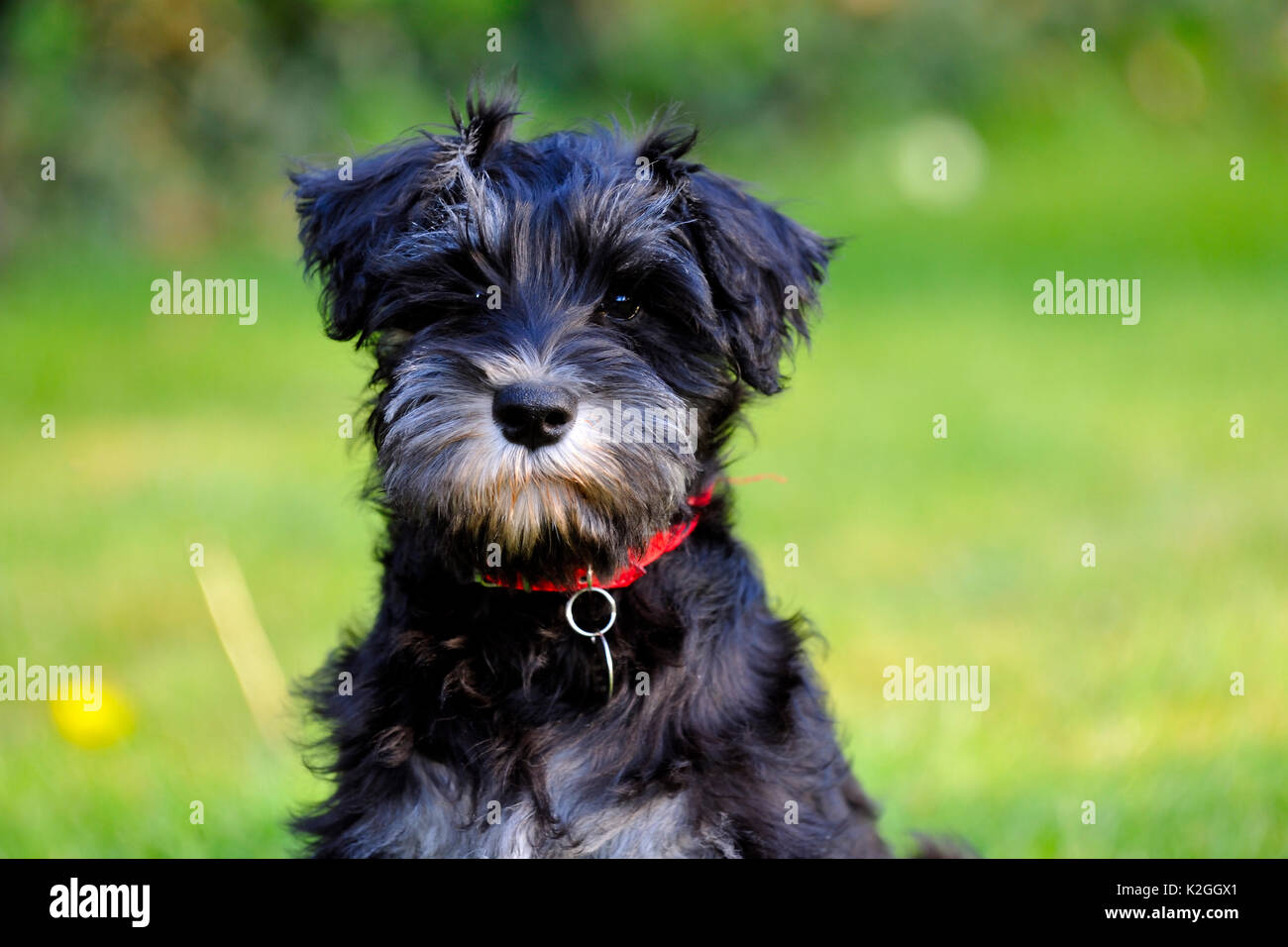 Miniatura Schnauzer cane ritratto. Foto Stock