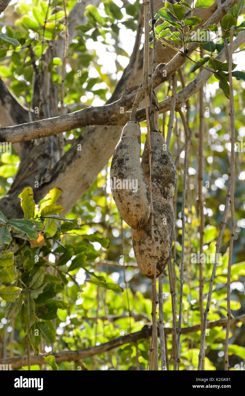 Salsiccia tree (kigelia africana syn. kigelia pinnata) Foto Stock