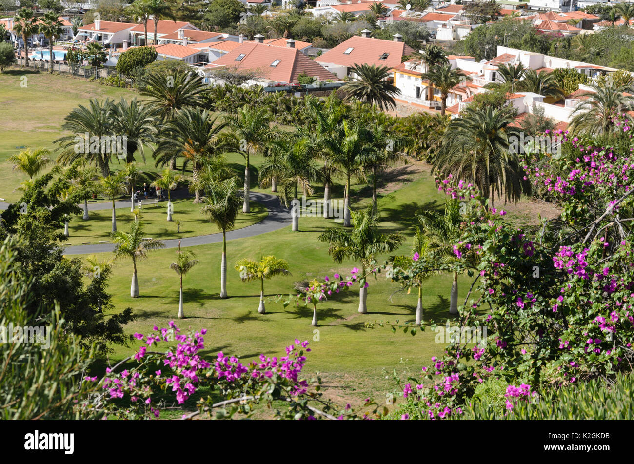 Caraibi royal palms (roystonea oleracea) su un campo da golf di Maspalomas, gran canaria, Spagna Foto Stock