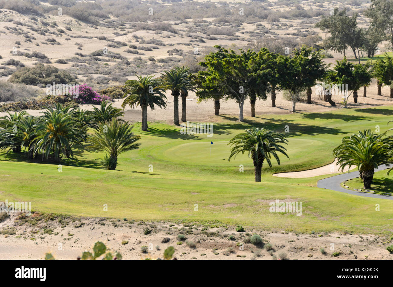 Isola Canarie palme da dattero (Phoenix canariensis) su un campo da golf di Maspalomas, gran canaria, Spagna Foto Stock