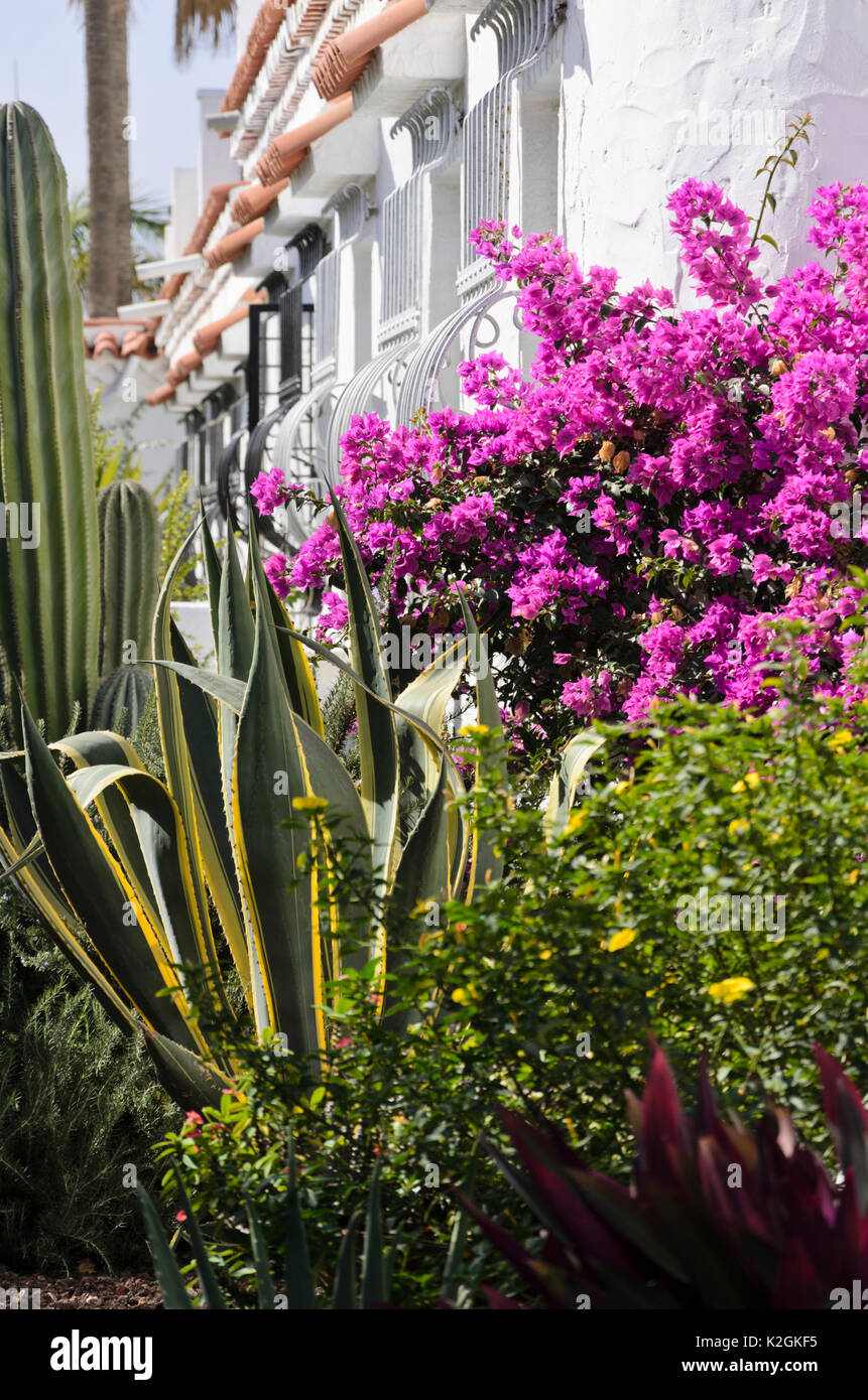 Agave (agave) e bouganville Foto Stock