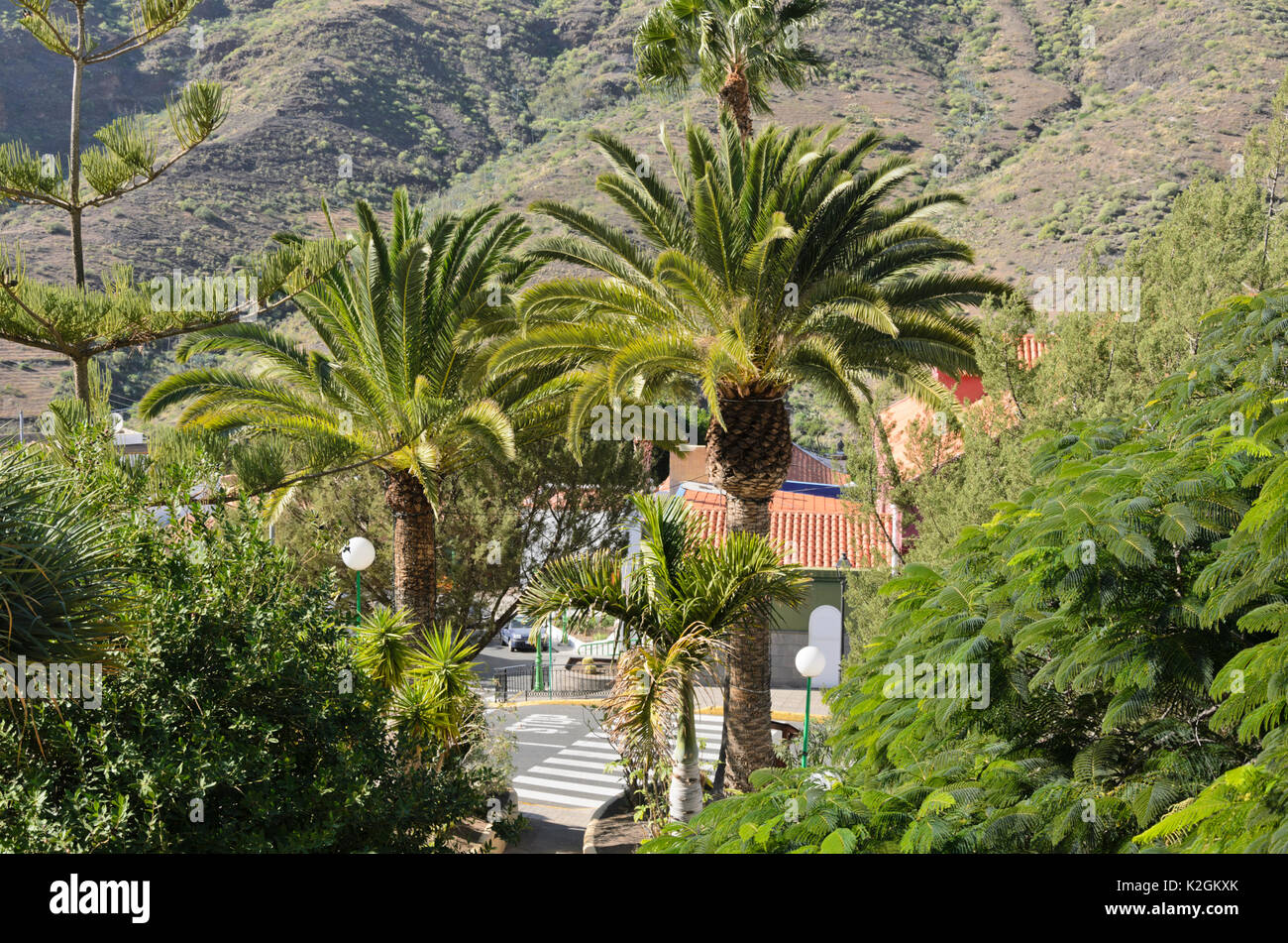 Isola Norfolk pine (araucaria heterophylla), isole canarie data palm (Phoenix canariensis) e l'orgoglio di Barbados (caesalpinia pulcherrima), mogán, Foto Stock