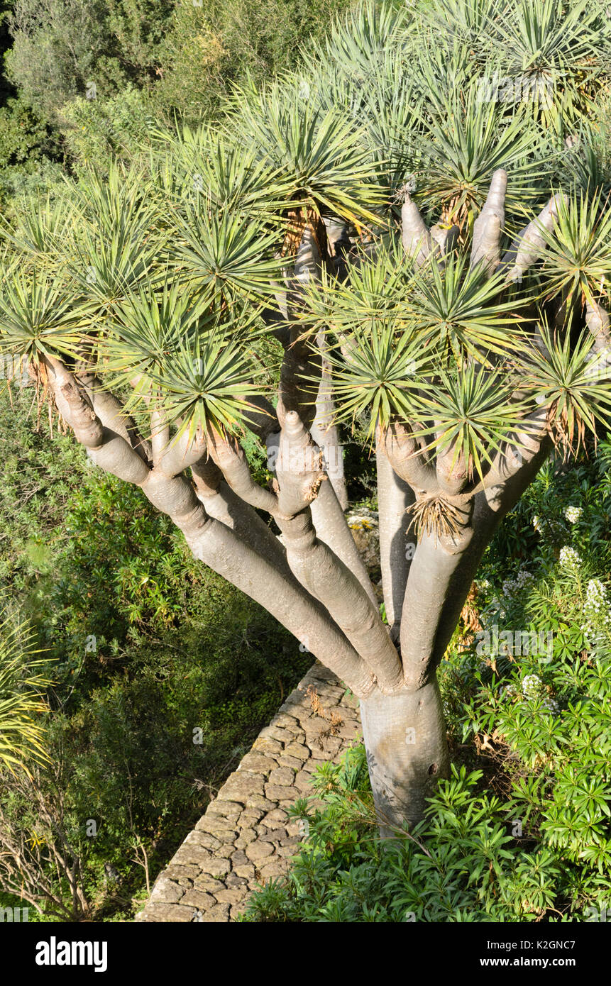Mille Dracene Delle Canarie Di Anni - Drago Milenario, Tenerife - Foto 9