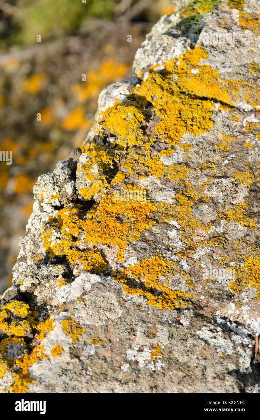 Comune lichene arancione (xanthoria parietina) Foto Stock