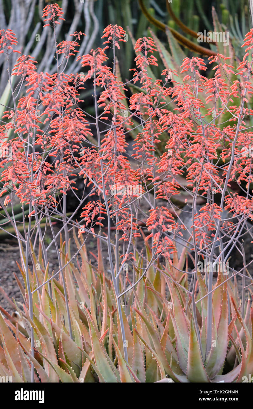 Aloe (aloe chabaudii) Foto Stock