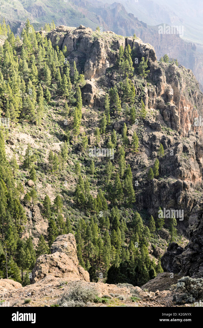 Isola Canarie pine (Pinus canariensis) presso Pico de las Nieves, gran canaria, Spagna Foto Stock