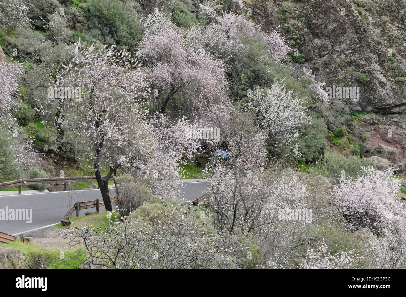 Mandorle (Prunus dulcis) vicino a Ayacata, gran canaria, Spagna Foto Stock