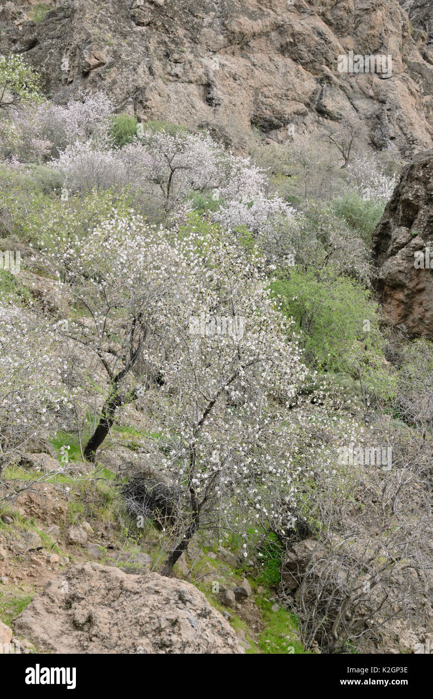 Mandorle (Prunus dulcis) vicino a Ayacata, gran canaria, Spagna Foto Stock