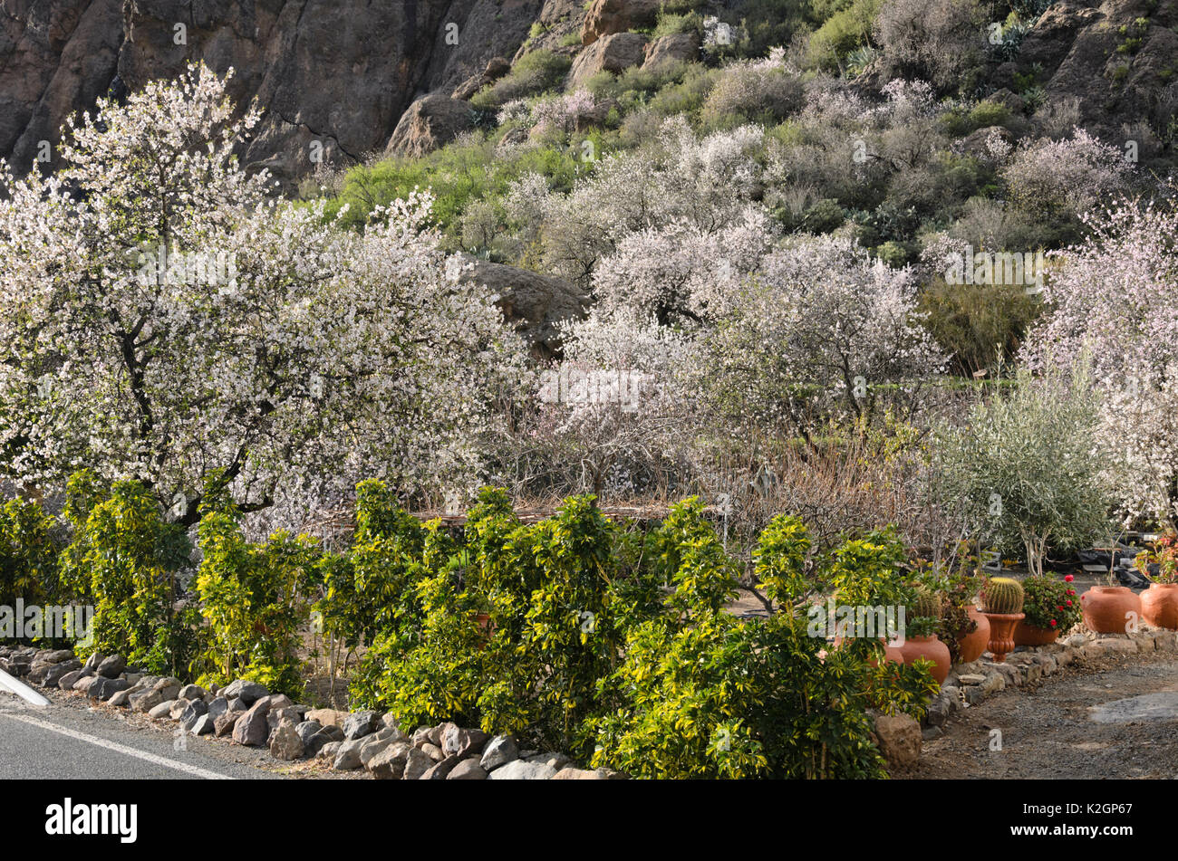 Mandorle (Prunus dulcis) vicino a Ayacata, gran canaria, Spagna Foto Stock