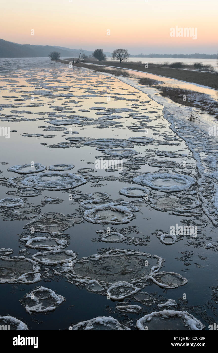 La deriva di ghiaccio sul fiume Oder, inferiore oder valley national park, Germania Foto Stock