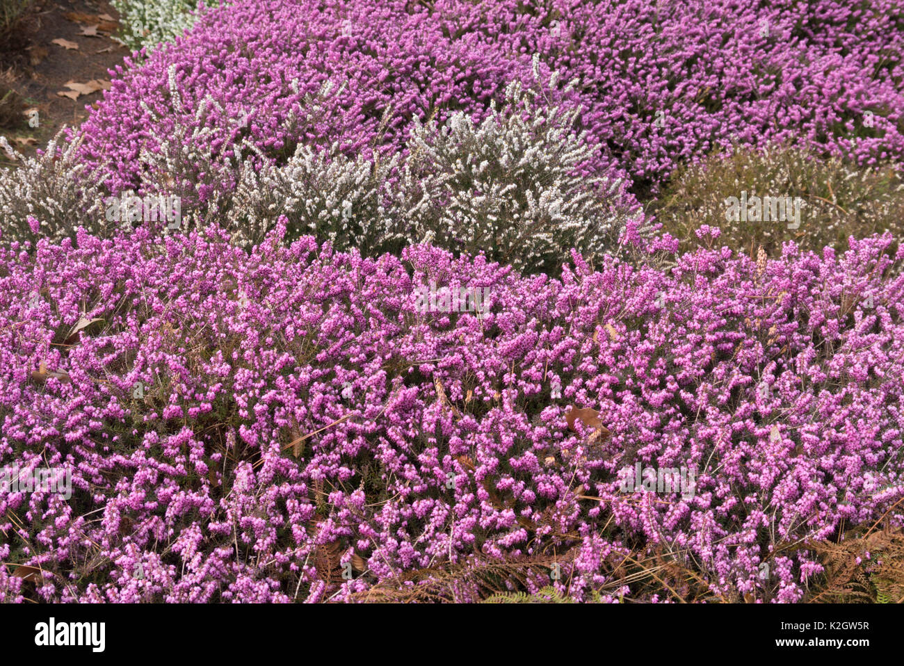 Inverno erica (Erica carnea " dicembre rosso' syn. erica herbacea "dicembre rosso") e inverno heath (erica x darleyensis 'silberschmelze') Foto Stock