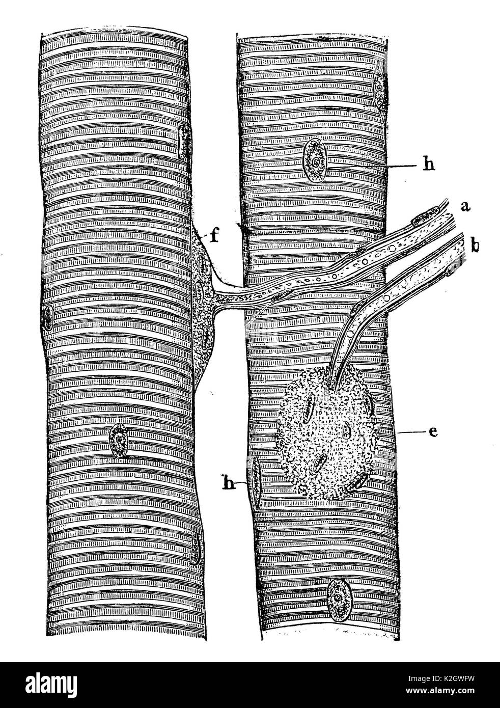 Cavie : due fibre muscolari con connessioni nervose . Un, b) due fibre nervose la cui transizione è visibile su due piastre di estremità , e , f ); h) nuclei delle fibre muscolari. Foto Stock
