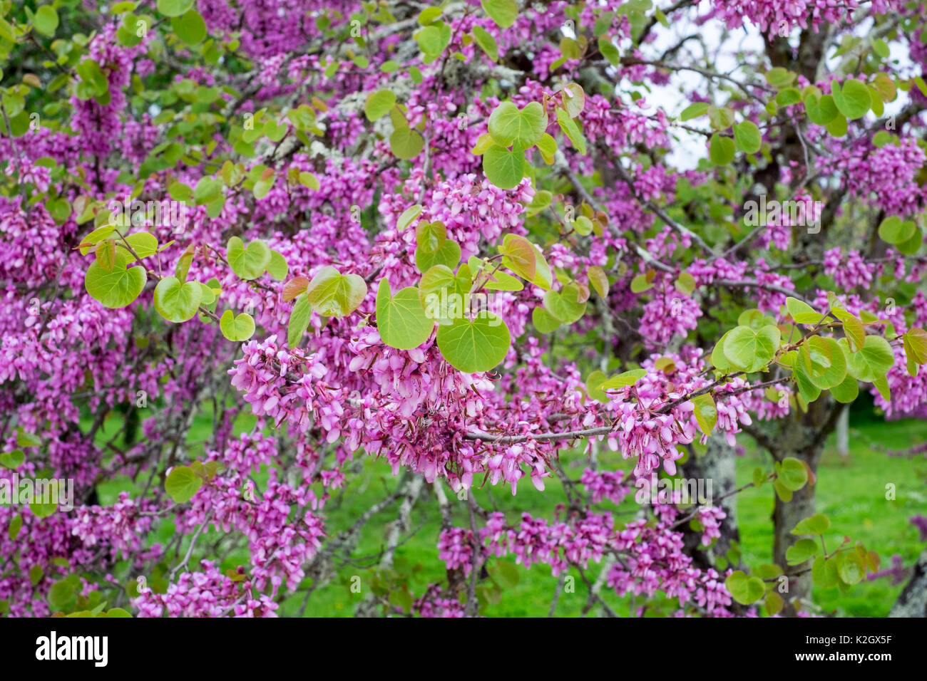 Cercis siliquastrum judas tree immagini e fotografie stock ad alta