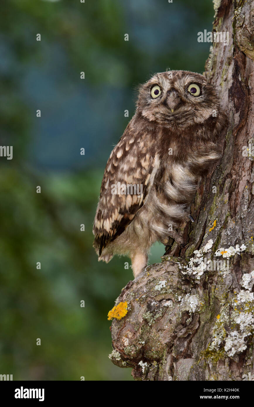 Civetta (Athene noctua). chick cercando di salire fino allo stelo dell'albero, dopo essere atterrato sul prato invece lo sbarco su un ramoscello della struttura dopo il suo volo inaugurale Foto Stock