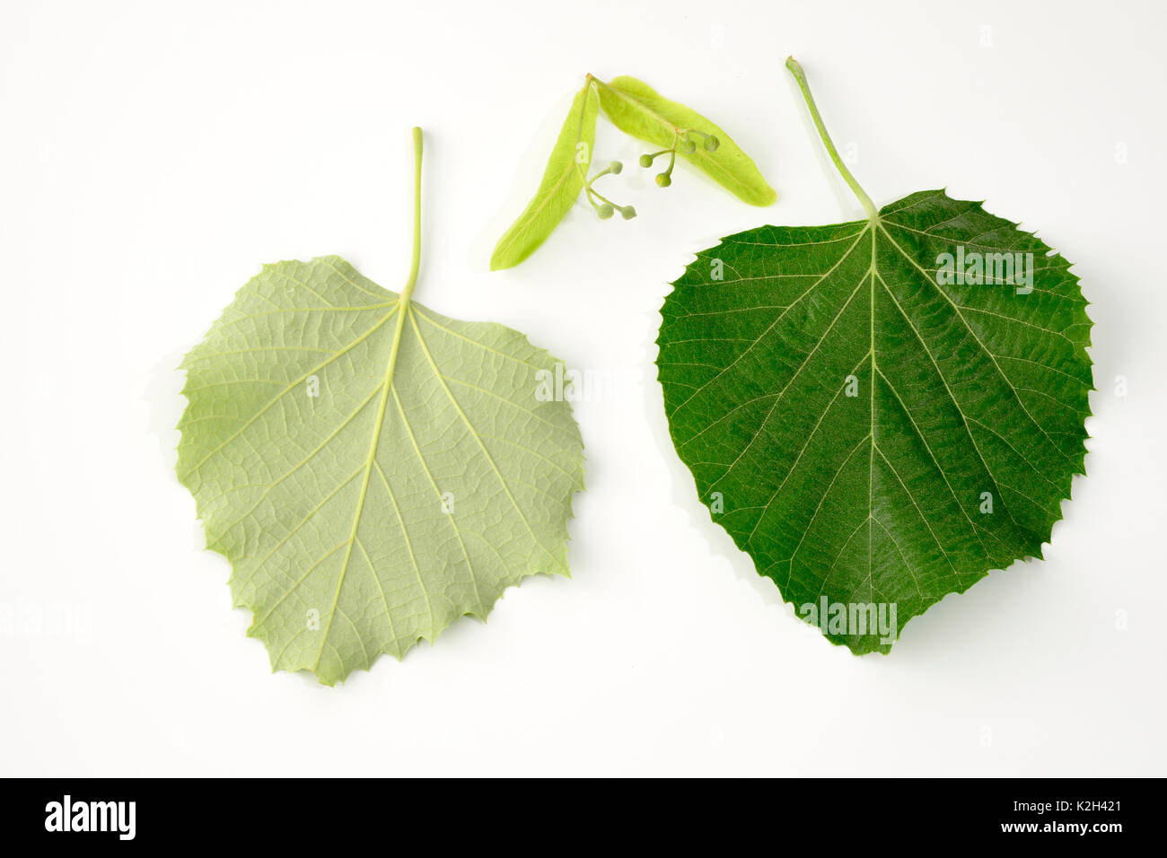 Argento tiglio (Tilia tomentosa), lascia in vista anteriore e posteriore e boccioli di fiori recisi, studio immagine Foto Stock