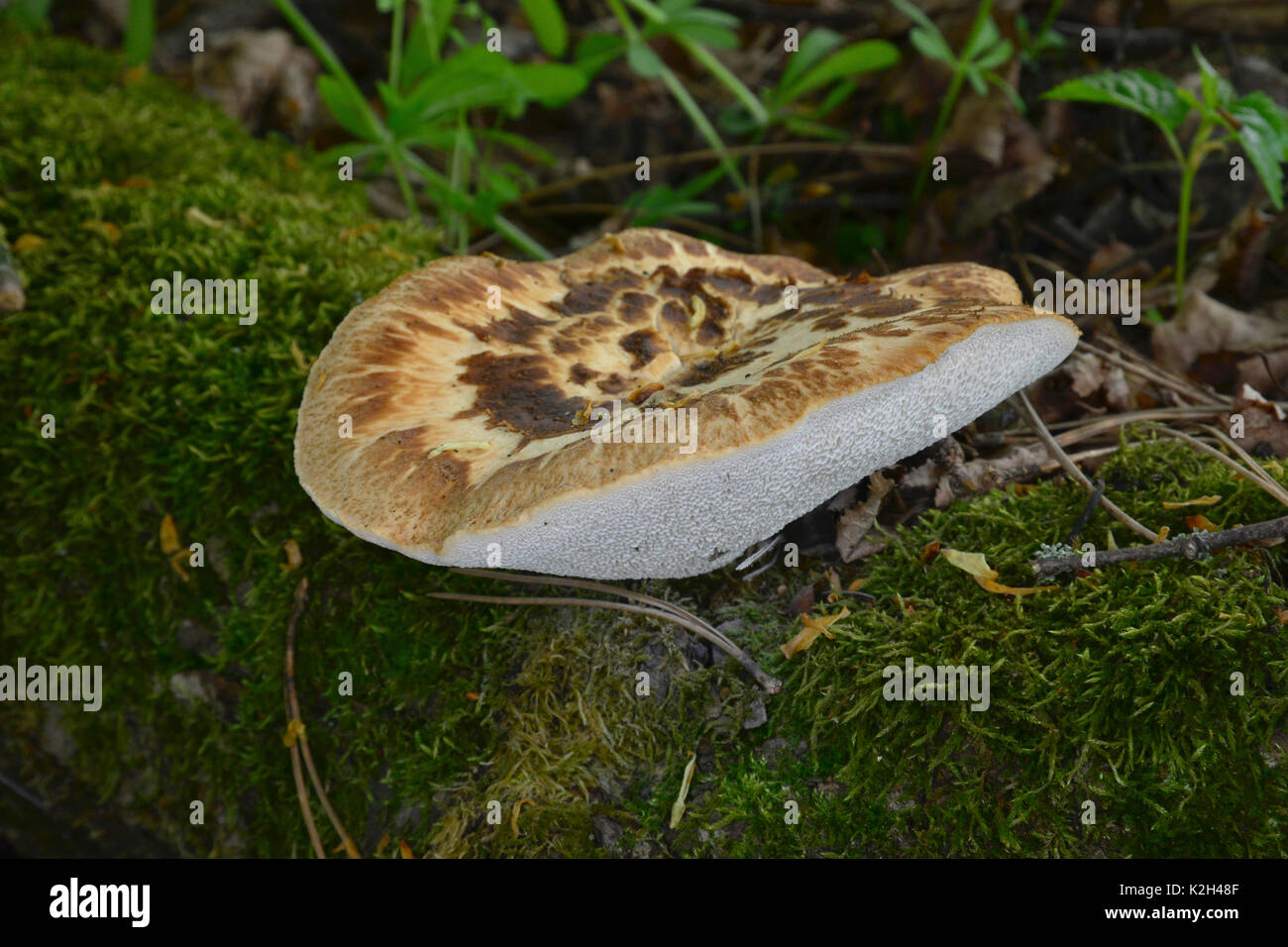Hydnum squamosa, falchi ala, incastrata Hedgehog (Sarcodon imbricatus, Hydnum imbricatum) Foto Stock
