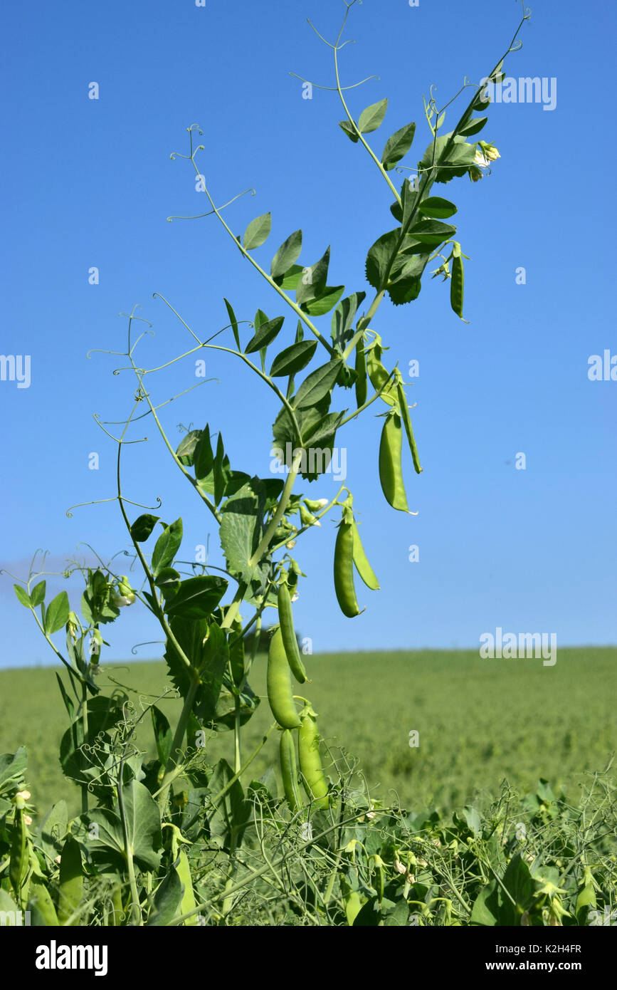 Pisello (Pisum sativum) pianta un campo Foto Stock