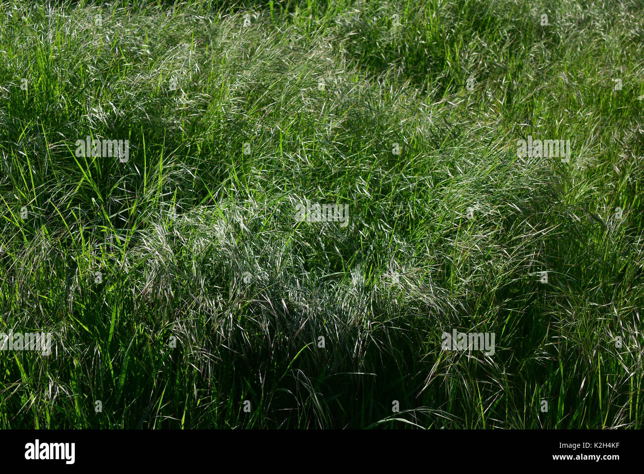 Campo Brome, Schraders truffare (Bromus arvense) quasi mature Foto Stock