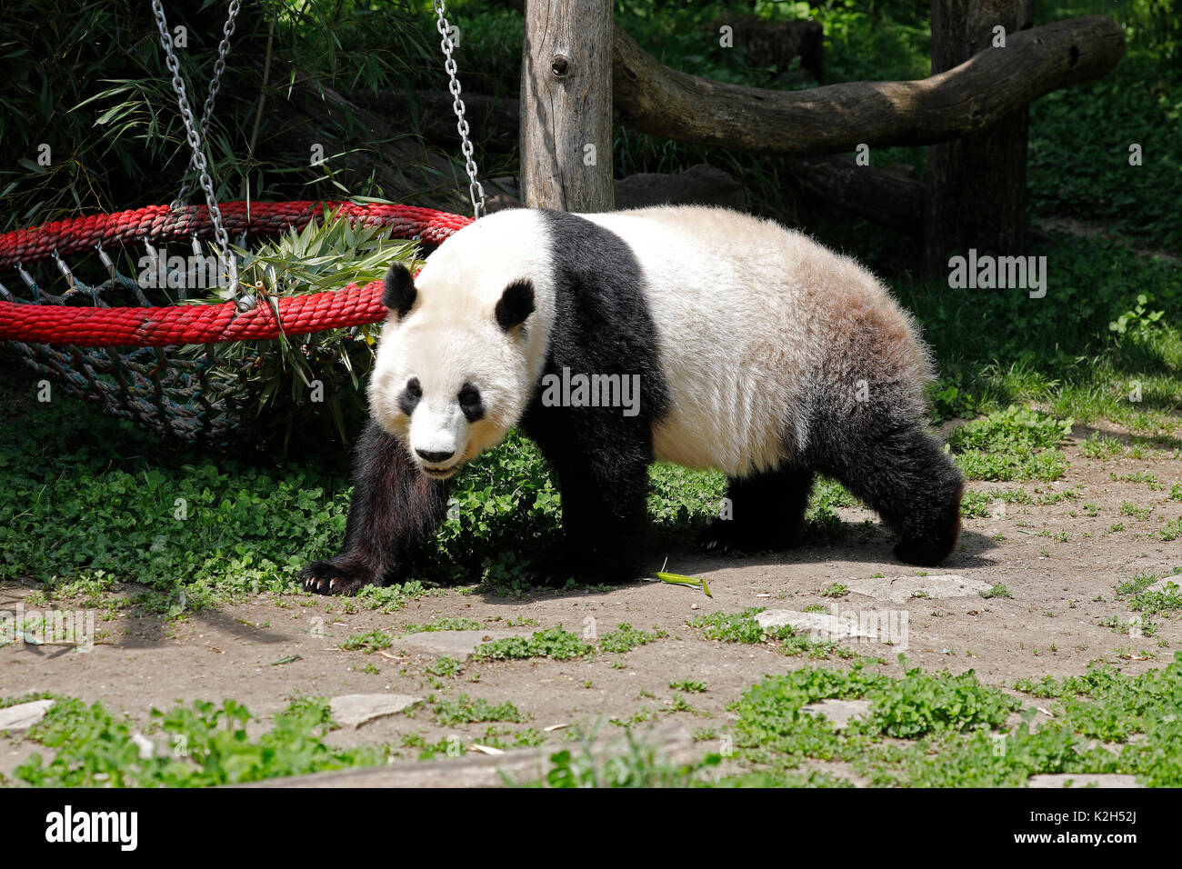 Panda gigante (Ailuropoda melanoleuca), Femmina Yang Yang nel recinto del giardino zoologico di Vienna Foto Stock