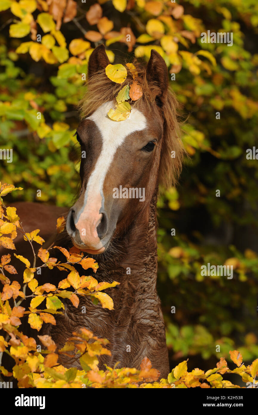 Welsh Cob, Pony Welsh Sektion D. Ritratto di castagno yearling tra foglie di autunno. Germania Foto Stock