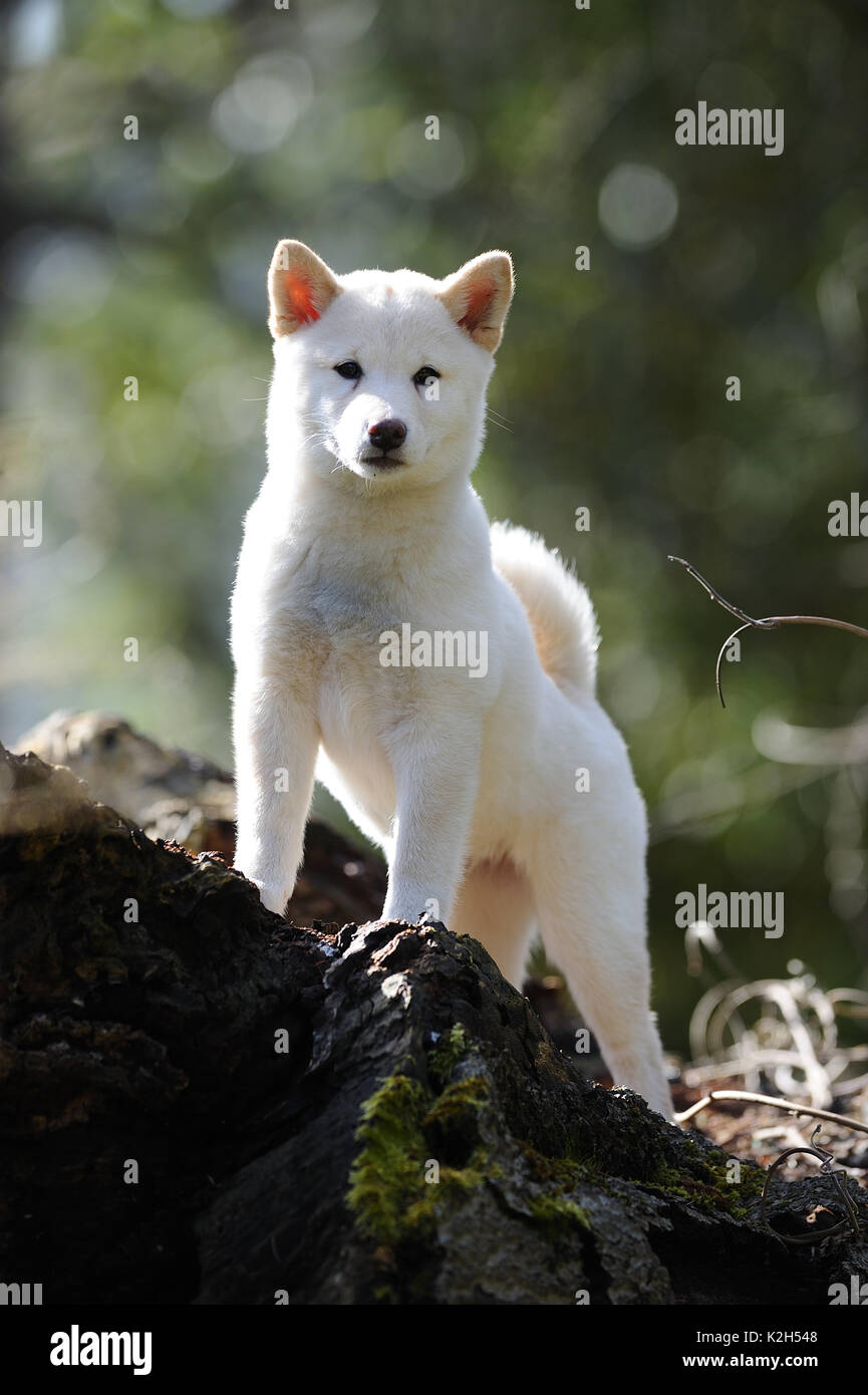 Shiba Inu. Puppy in piedi su un log. Germanye Foto Stock