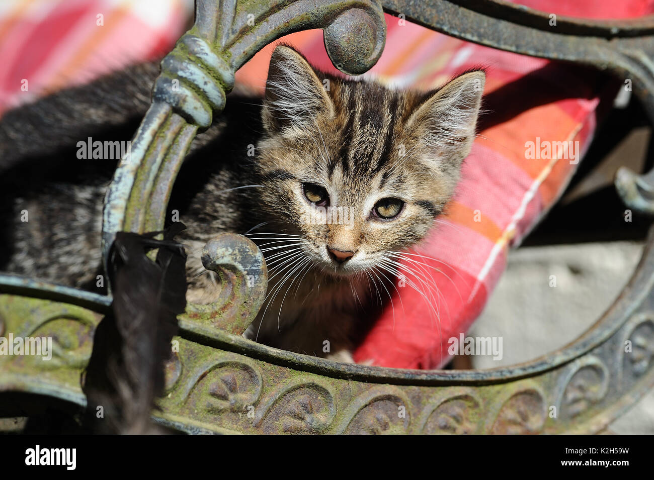 Il gatto domestico, European Shorthair. Tabby gattino sdraiato su una sedia da giardino. Germania Foto Stock