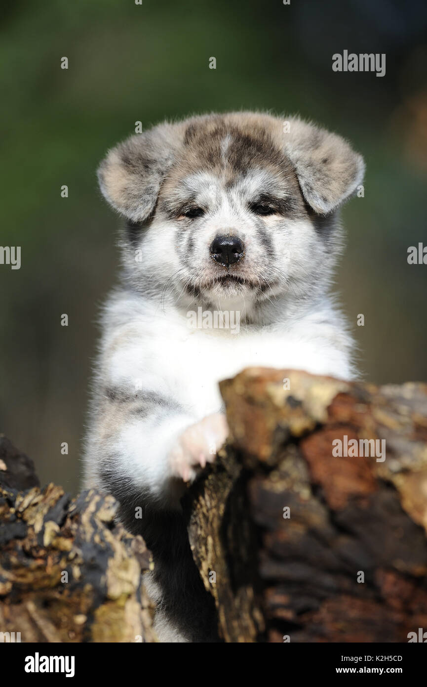 Akita Inu. Cucciolo cercando su un log. Germania Foto Stock