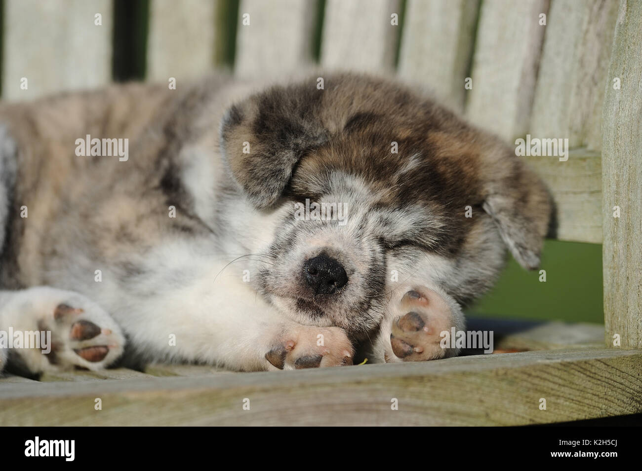 Akita Inu. Cucciolo di dormire su una panca in legno. Germania Foto Stock